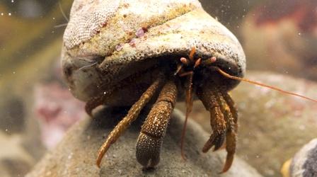 Video thumbnail: Deep Look Watch These Hermit Crabs Shop for the Perfect Shell