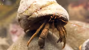 These Feisty Hermit Crabs Brawl Over Snail Shells