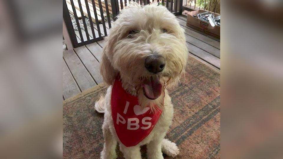 Food Dog Eats Malu 2+ Thousand Thief Dog Royalty-Free Images