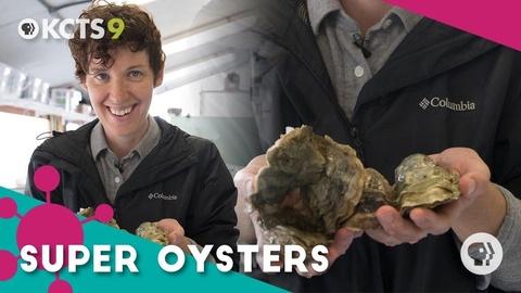 Can these super oysters survive our screwed-up oceans?