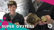 Can these super oysters survive our screwed-up oceans?