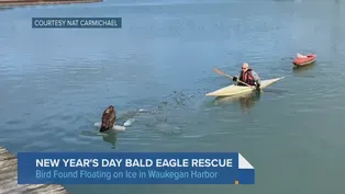 Dramatic Bald Eagle Rescue in Waukegan Harbor