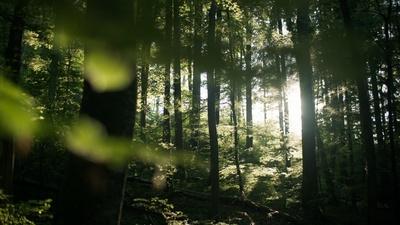 Why Just Planting Trees Won't Save the Planet