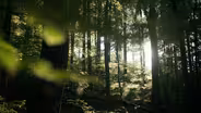 Why Just Planting Trees Won’t Save the Planet
