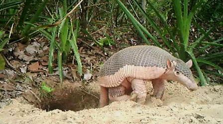 Video thumbnail: NOVA This Little Armadillo Was a Big Ambassador for His Species