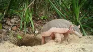 This Little Armadillo Was a Big Ambassador for His Species