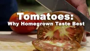 Tomatoes: Why Homegrown Taste Better