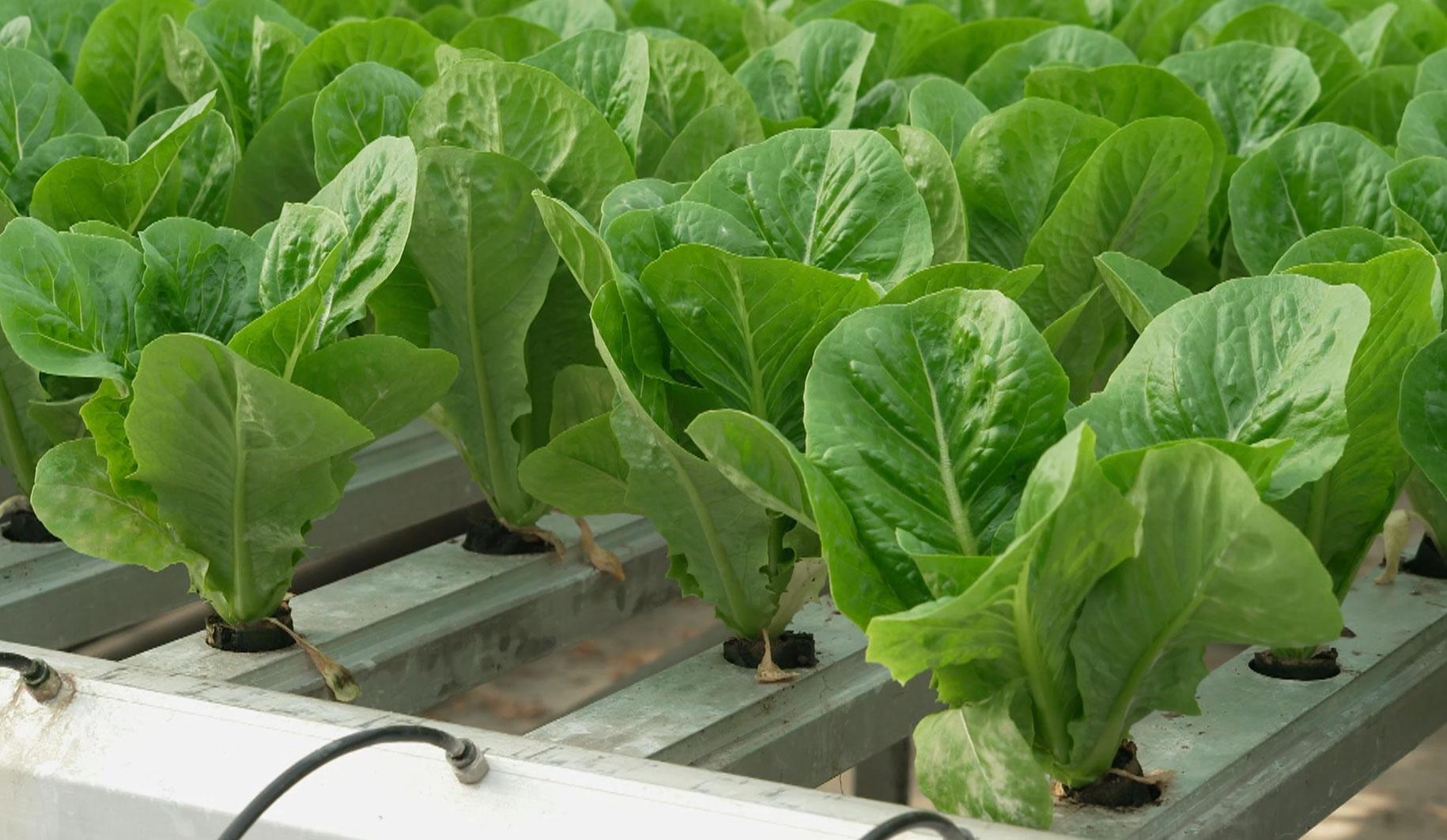 Cover Crops - But Make it Personal; High-Tech Hydroponics; The Oldest Goat Dairy Farm in Maryland.