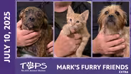 07/10/2025 | Doc, Tutu and Addy | Mark's Furry Friends Extra