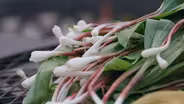 Ramps in West Virginia