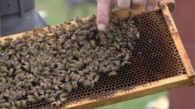 Video thumbnail: SCI NC Helping Bees Help Themselves