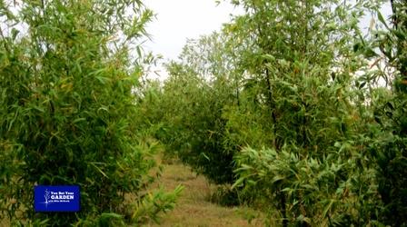 Video thumbnail: You Bet Your Garden You Bet Your Garden S3 Ep: 16