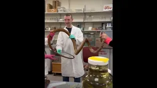 Field Museum Herpetologists Uncoil a Luzon King Cobra Specimen