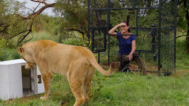 Nature | Are lions the most intelligent cat?