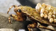 Don't Go Chasing Water Bugs