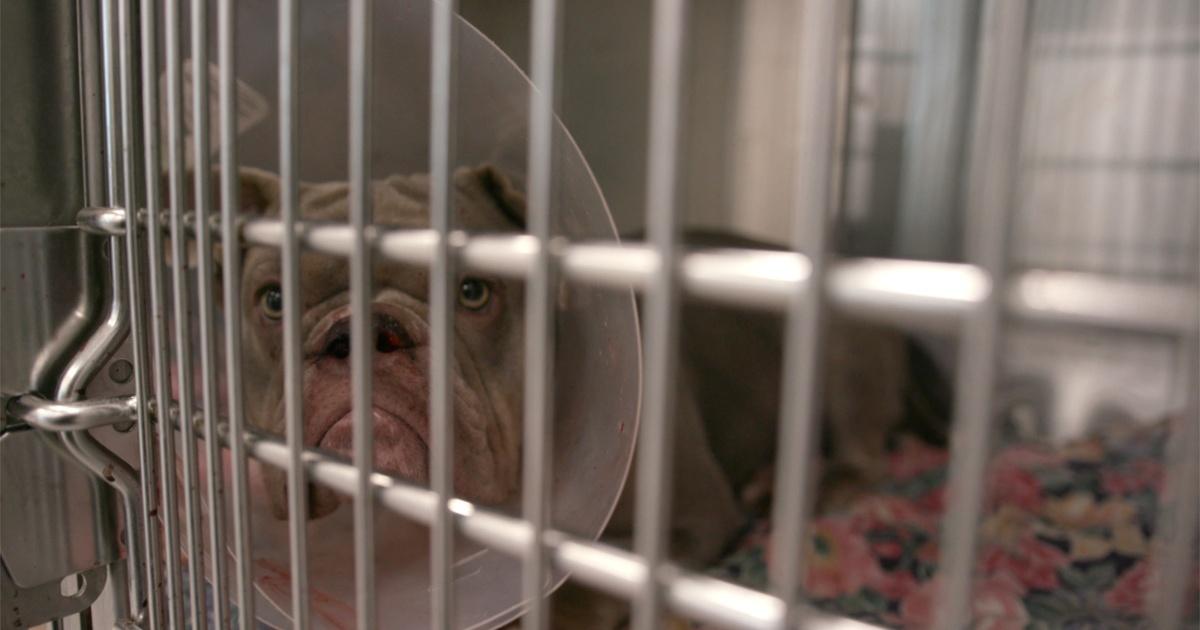 Las Vegas Lost And Found Animal Foundation Lied Animal Shelter