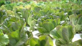 Video thumbnail: Volunteer Gardener Volunteer Gardener 2807