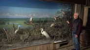 Wildlife Dioramas, Helping Pronghorn, Operation Game Thief