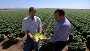 Arizona Yuma Winter Lettuce