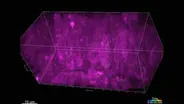 How a Microscope has revolutionized our view of cells