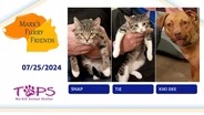07/25/2024 | Snap, Tie and Kiki Dee  | Mark's Furry Friends