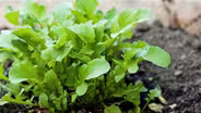 Spring Vegetable Beds
