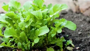 Spring Vegetable Beds