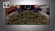 A New Push to Legalize Cannabis - April 22, 2022
