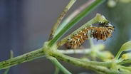 Raising Black Swallowtail Butterflies