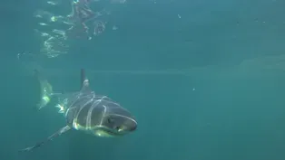 Shark Trackers