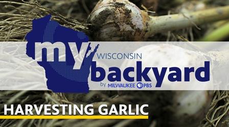 Video thumbnail: My Wisconsin Backyard Harvested Garlic