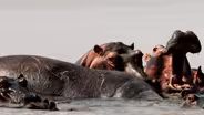 Hippo Mourning Caught on Camera