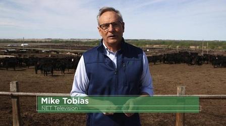 Video thumbnail: NET Nebraska Presents What If...Cattle Fitbit, Med School Tech, Workplace Culture