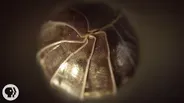 Roly Polies Came From the Sea to Conquer the Earth