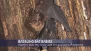Babbling Baby Bats and Simulated Rats