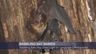 Babbling Baby Bats and Simulated Rats