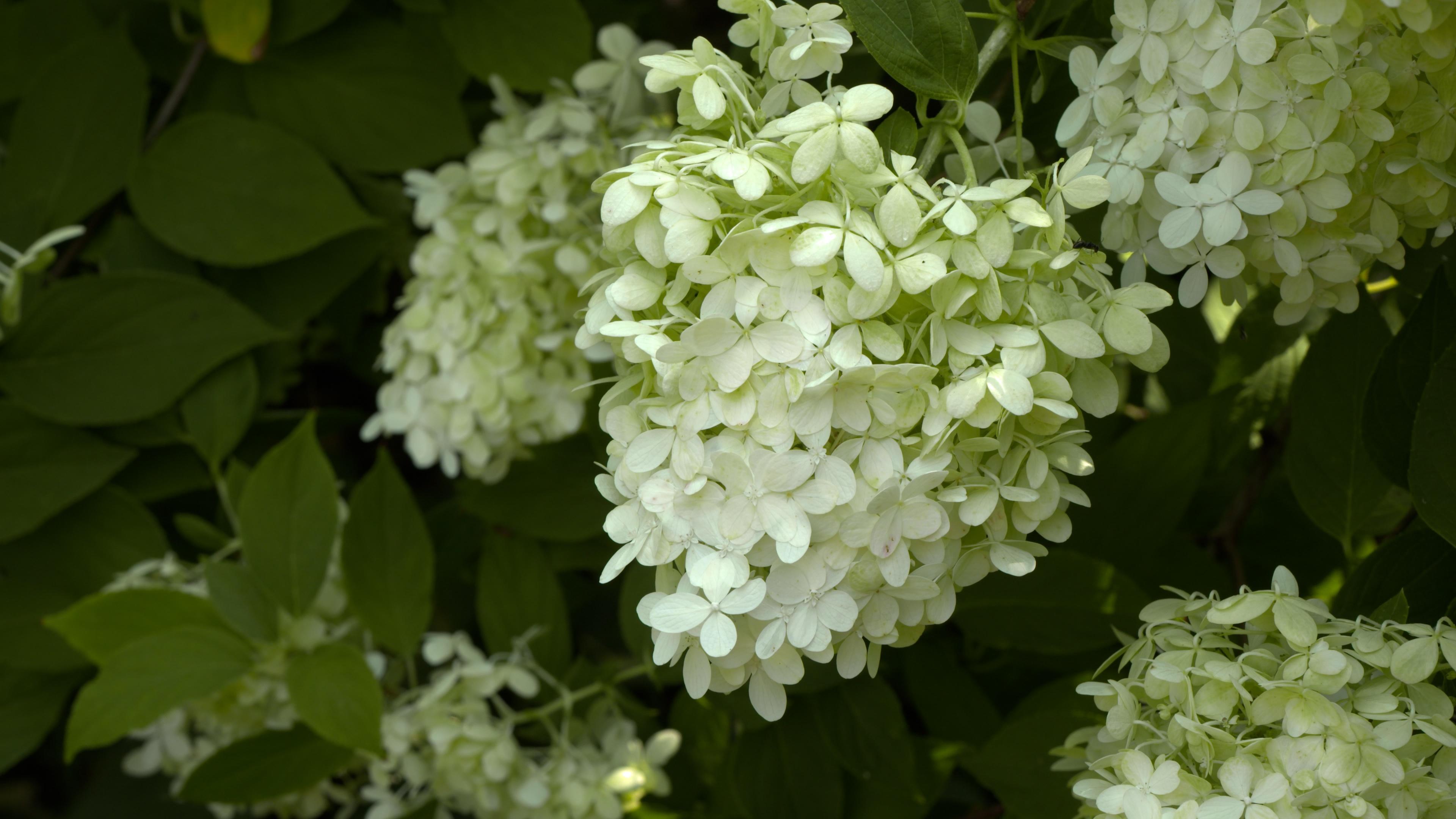 Hydrangea & Backyard Farmer Garden