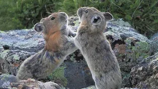 Scientists in Action: Protecting Pika
