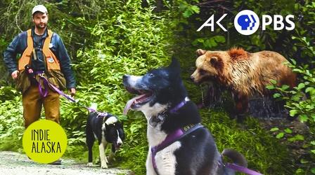 Video thumbnail: Indie Alaska The Karelian Bear Dog: Protecting people and bears