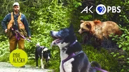 The Karelian Bear Dog: Protecting people and bears