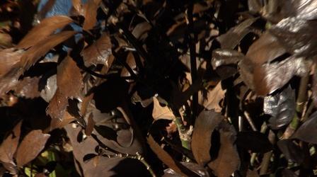 Video thumbnail: Volunteer Gardener Volunteer Gardener 3113