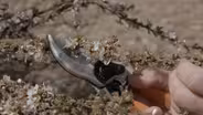 Spring Shrub Pruning & Unwrapping Trees