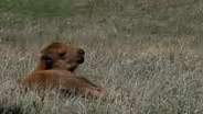 Calving Season in Bison Country