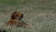 Calving Season in Bison Country