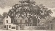 Liberty Tree Project Celebrates America's Roots