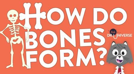 Video thumbnail: Ask Dr. Universe How Do Bones Form?