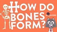 How Do Bones Form?