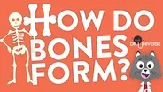 How Do Bones Form?