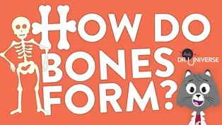 How Do Bones Form?