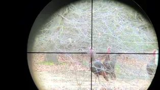 Walleye Fishing, Turkey Hunting
